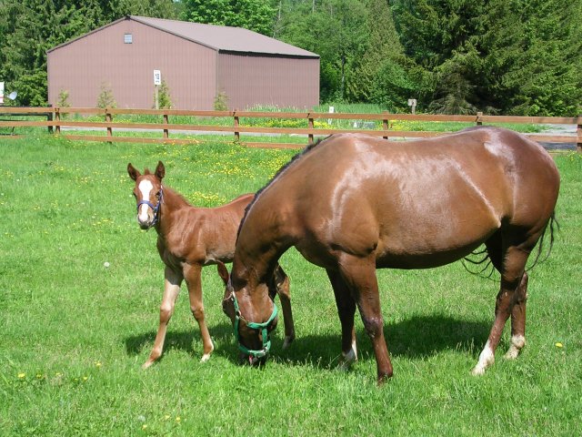 Freckles, the baby 017